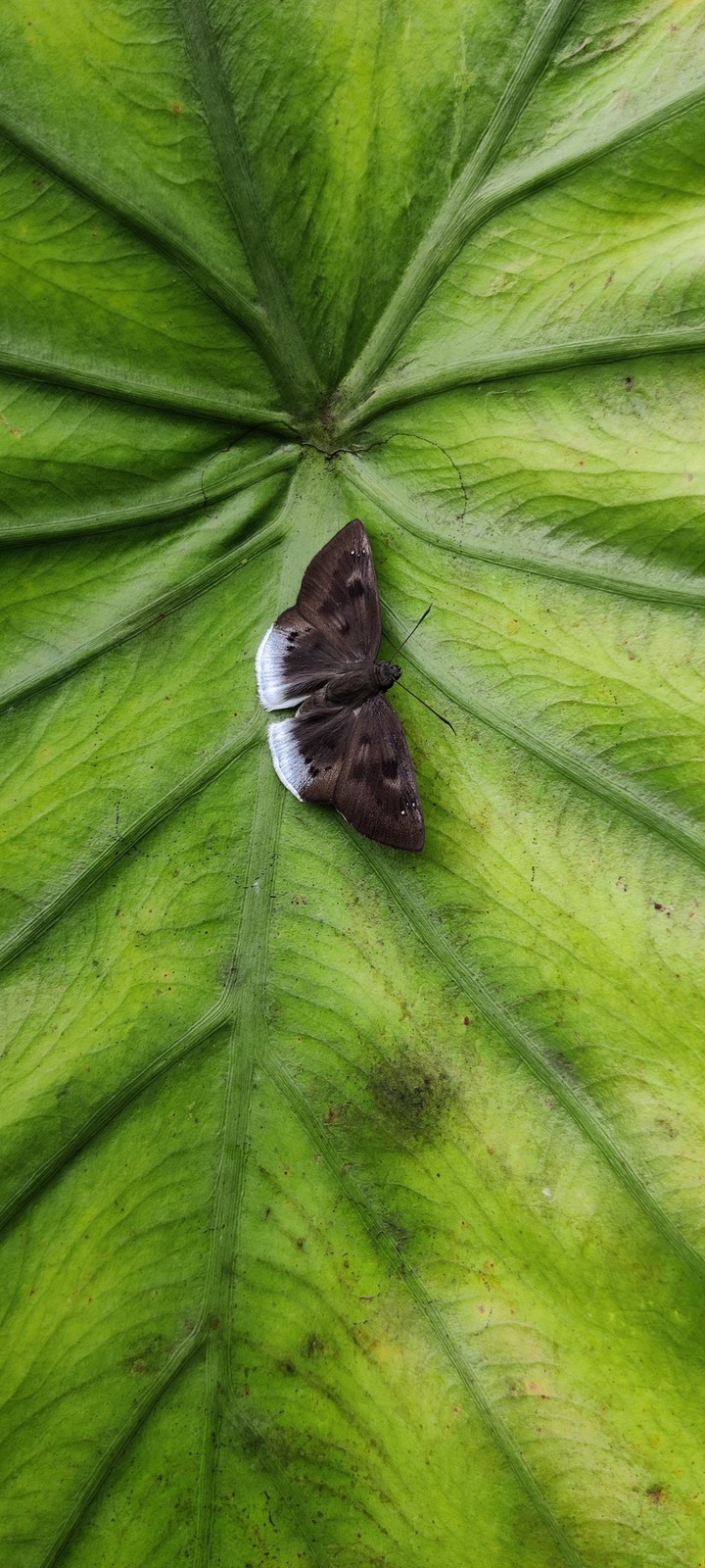 butterfly