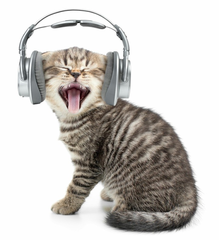 котик в наушниках