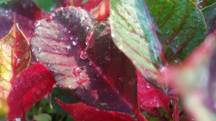 en mi jardín. ..las gotas de agua