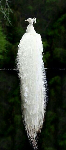 white peacock