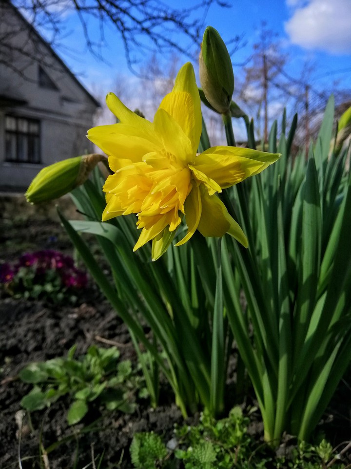 flowers