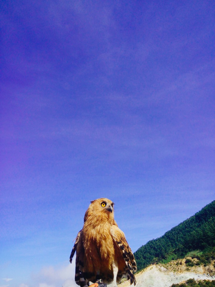 Owl of The Mountains