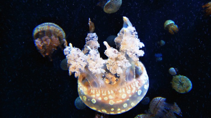 Jellyfish, sea Aquarium Singapore