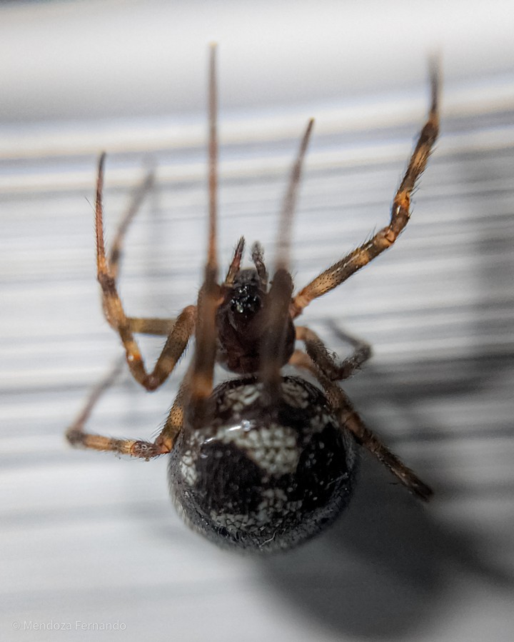 spider