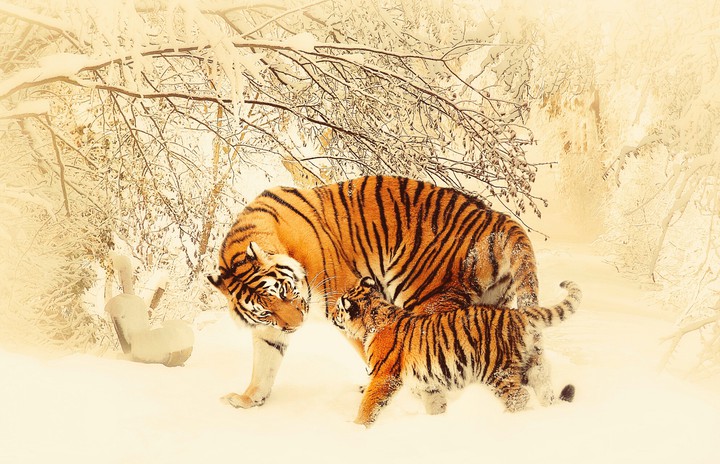 good cats