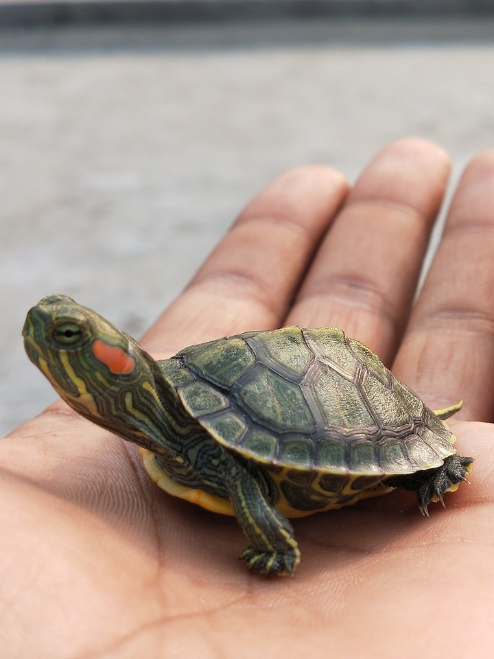 red ear slider trutle
