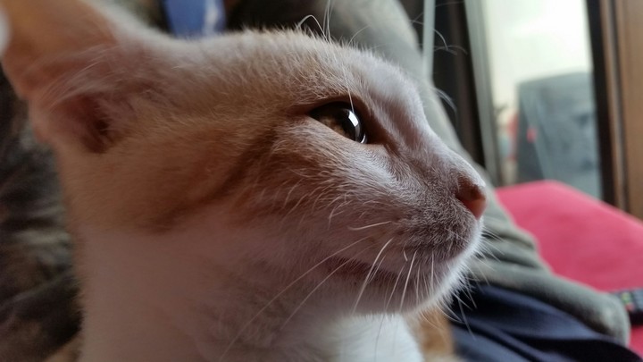 cat