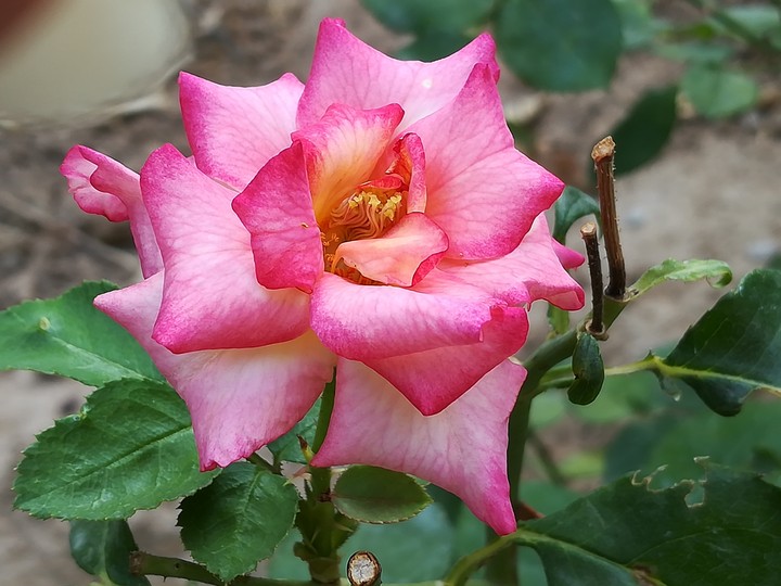 beautiful rose