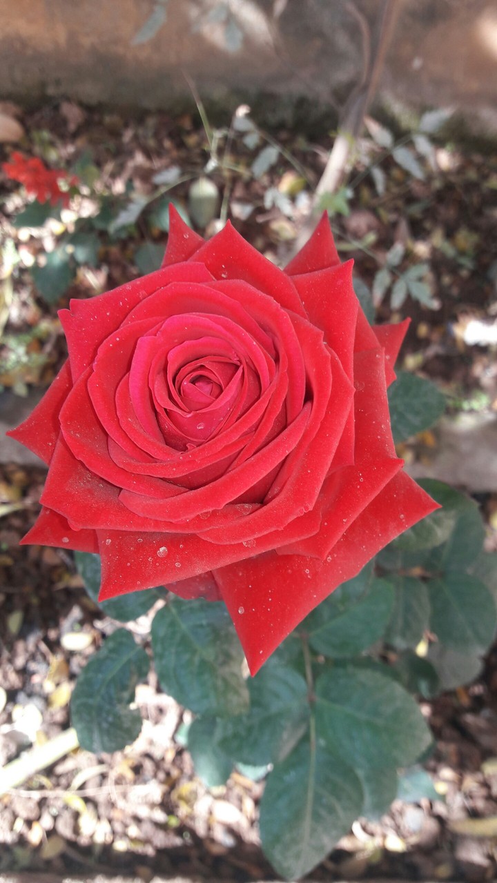 love#red color#rose#valentine#flower#nature#my garden