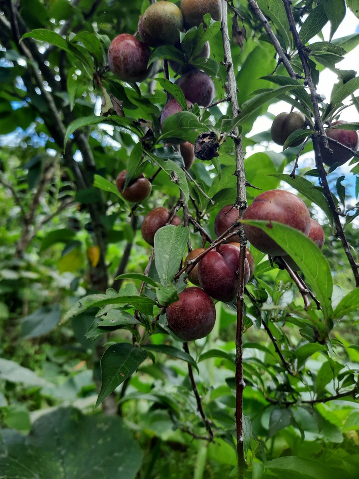 Plum