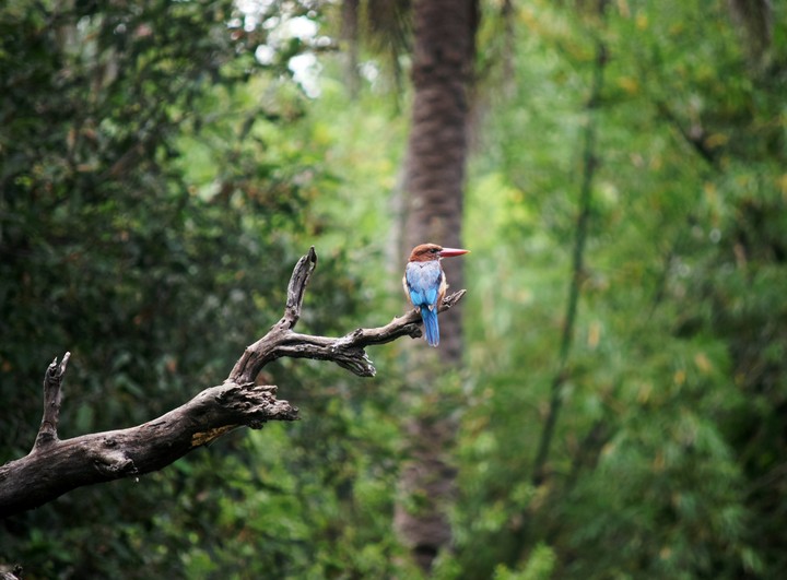 Royal kingfisher