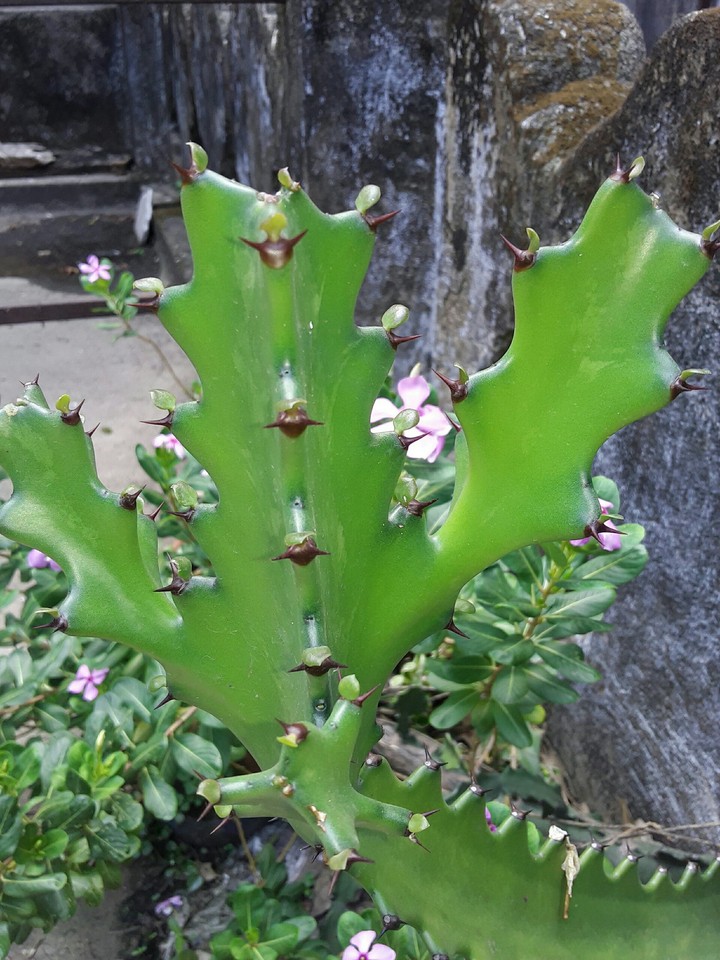 cactus