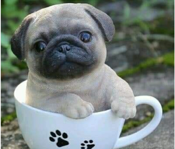 perrito lindo