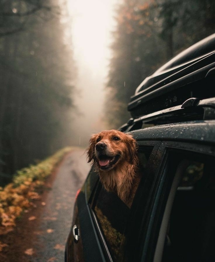 Dog life