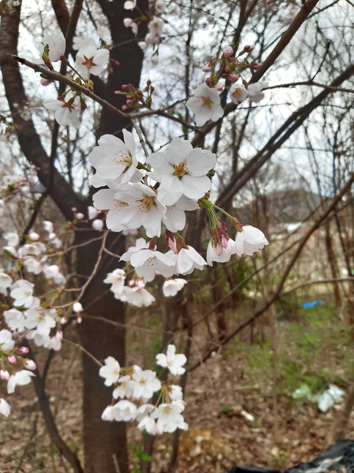 봄이닷!