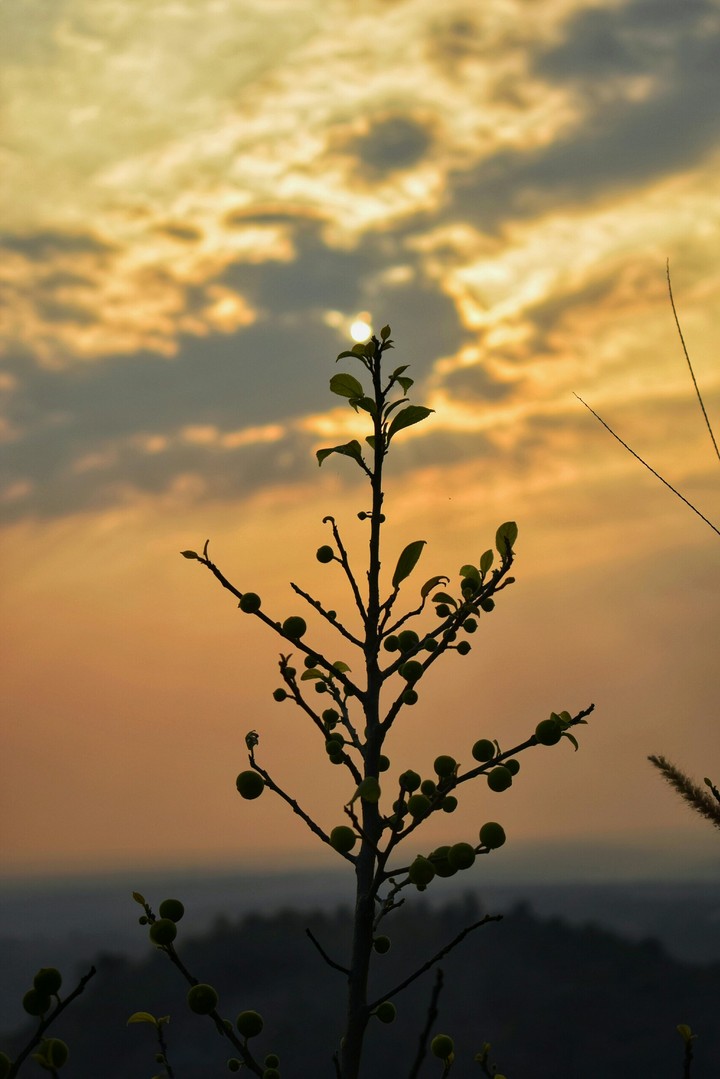 evening