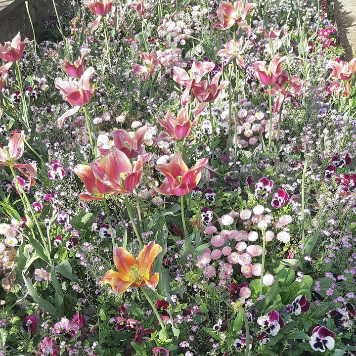 handsome garden