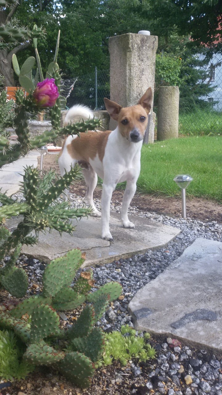 Dog in nature
