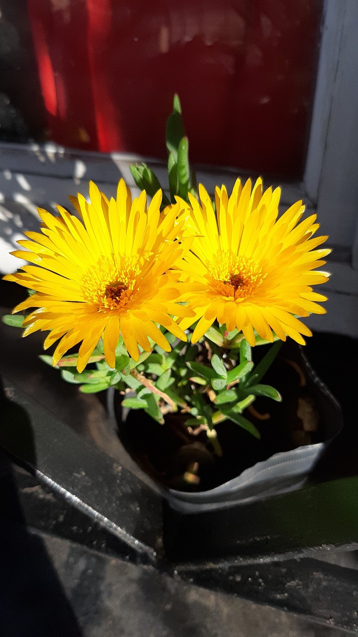 #rayitodesol #amarillo #plant