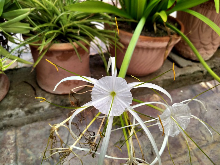 White flowers