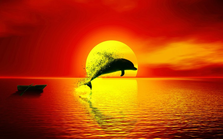 Dolphin with sunset 4K