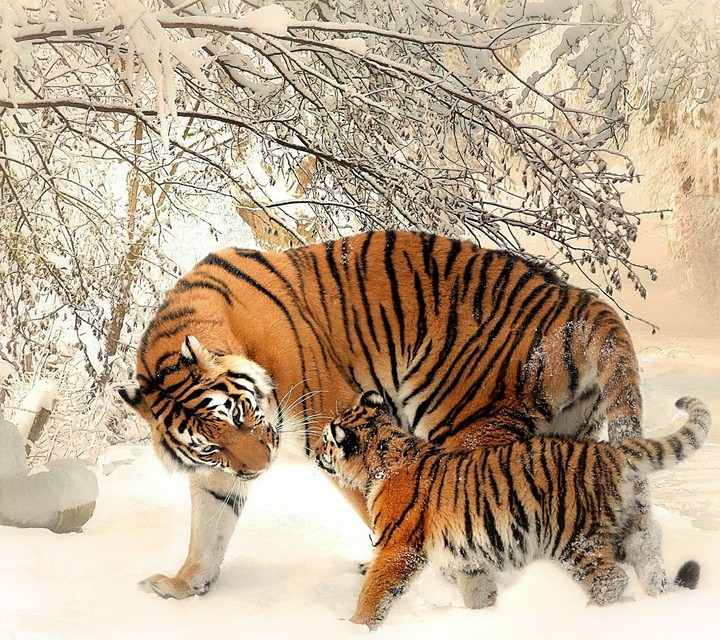 Tigers