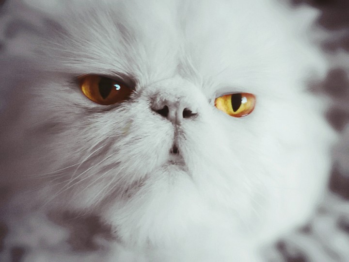cat Mao