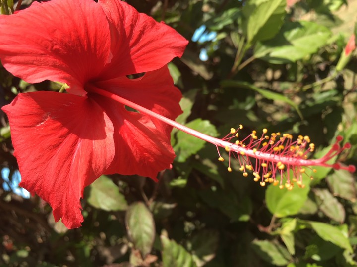 red flower