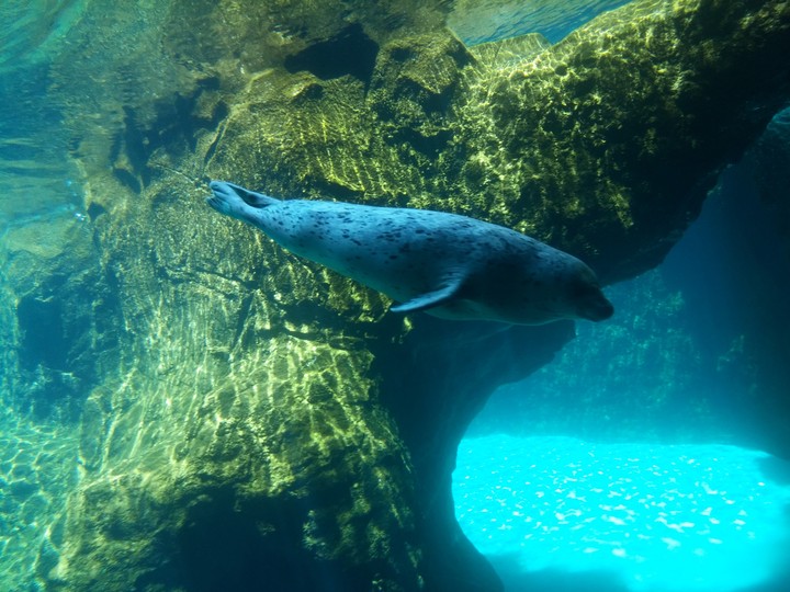 sea lion in oregon zoon