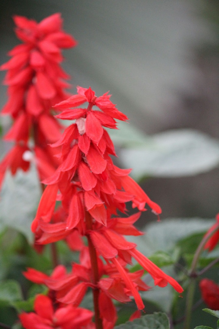 Red flower