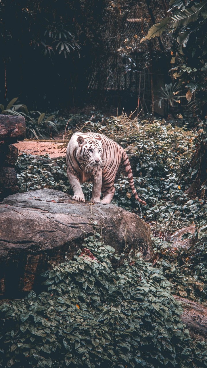 tiger