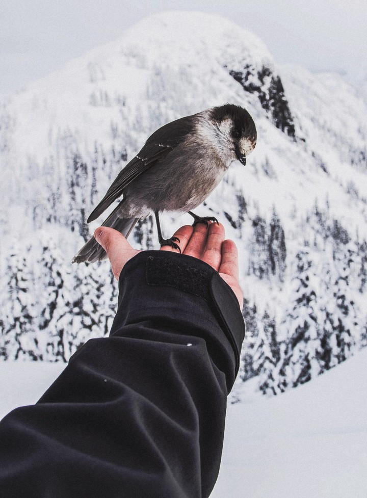 Beautiful sparrow on hand