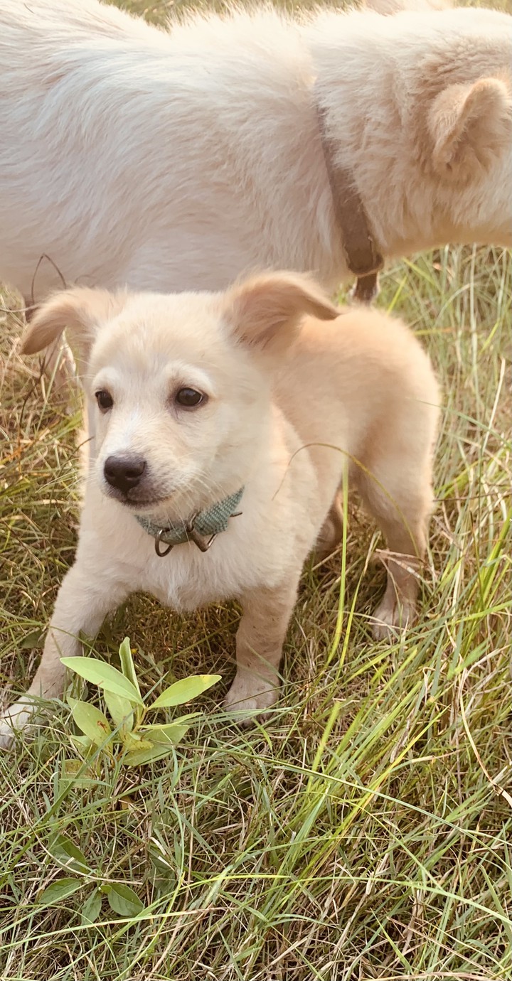 brown puppy