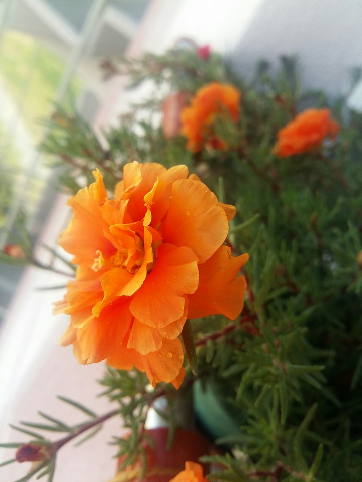 lonelyOrangeBride