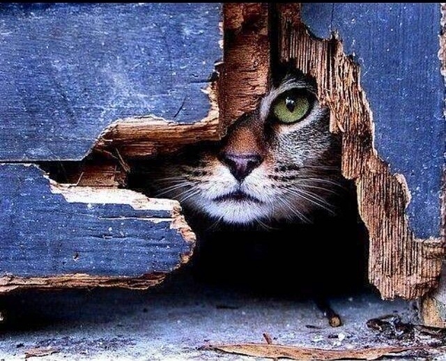 streetart