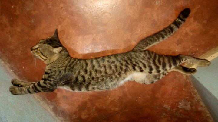 Lazy Cat