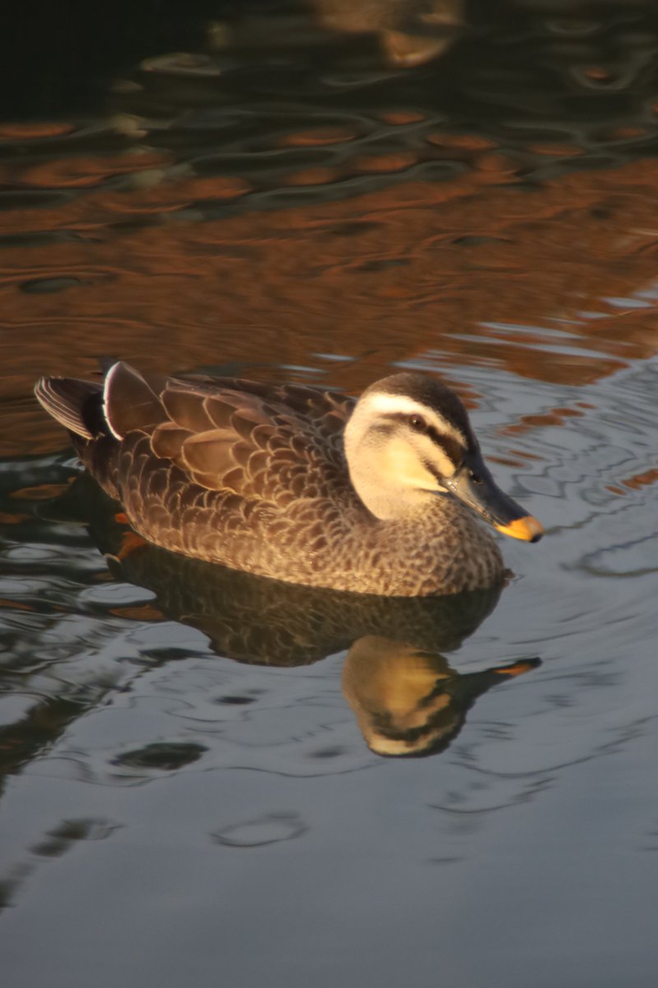 Duck
