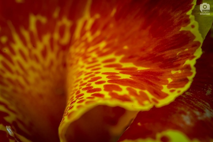 Nature Patterns