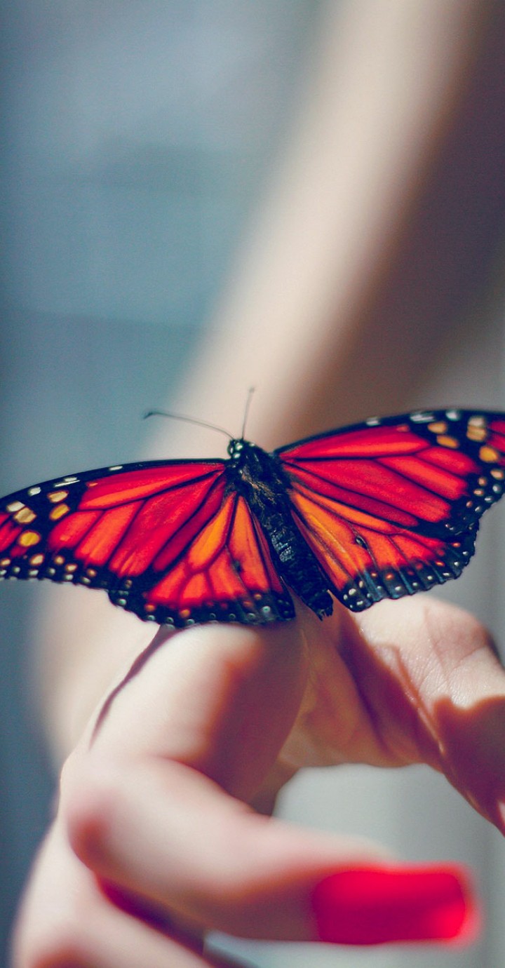 good..butterfly.