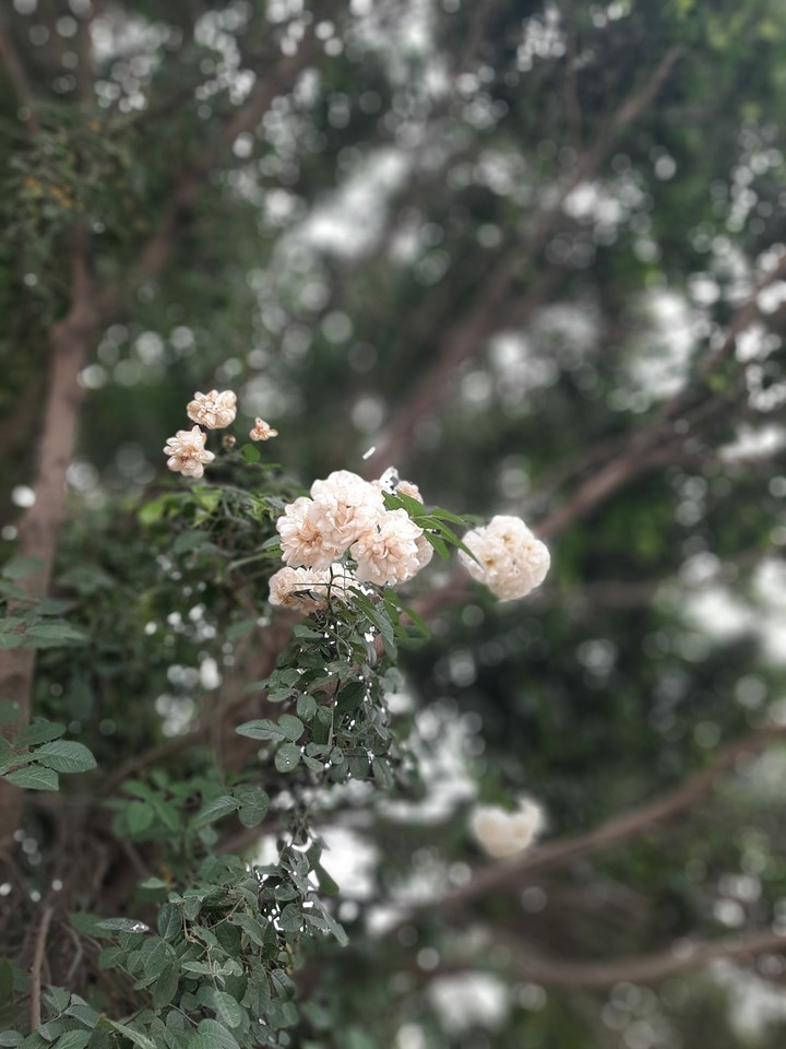 Good Morning