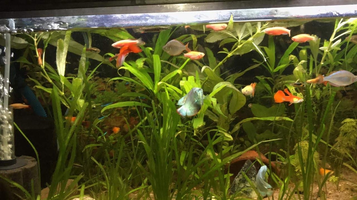 Planted Aquarium