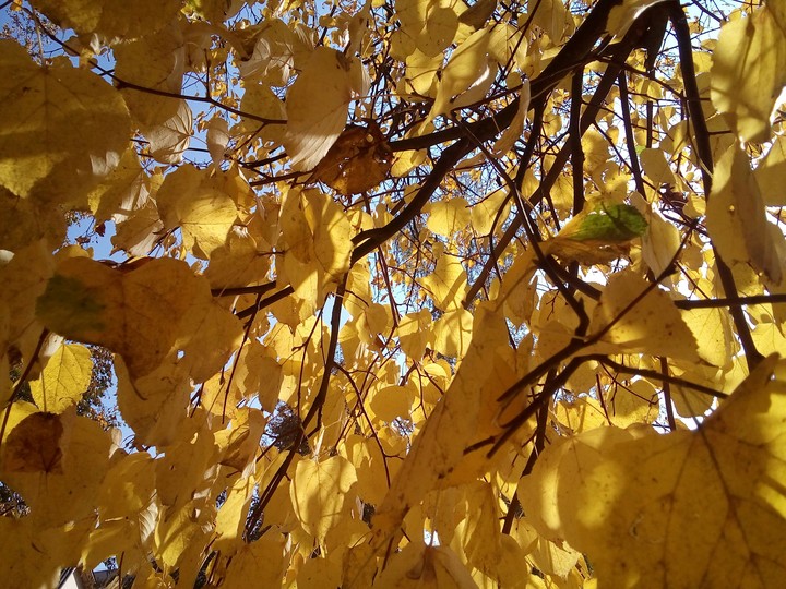 autumn