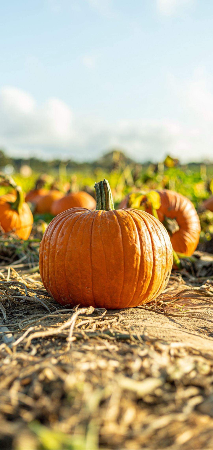 pumpkins