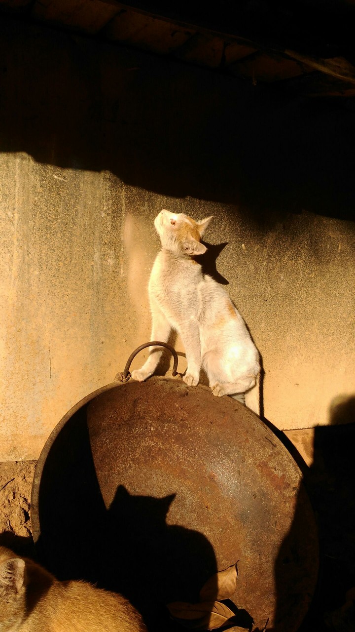 kitty