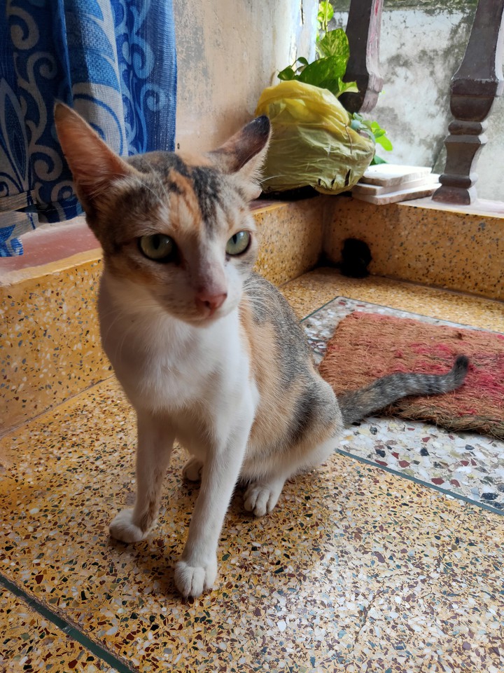 cat