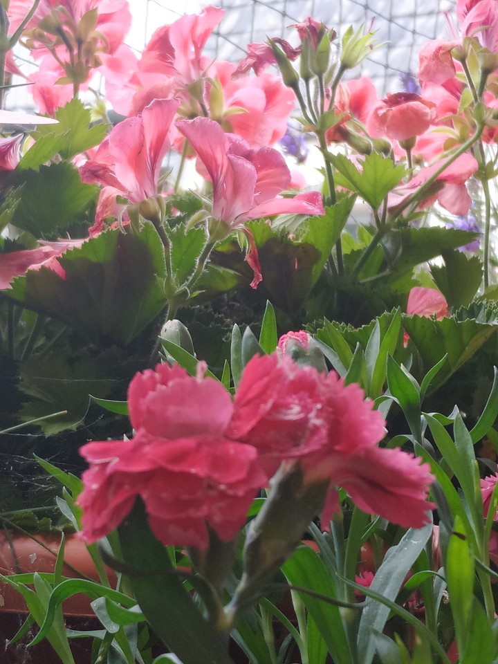 pink flowers