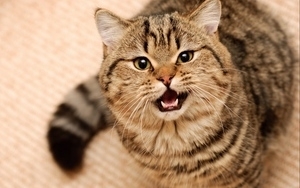 котяра