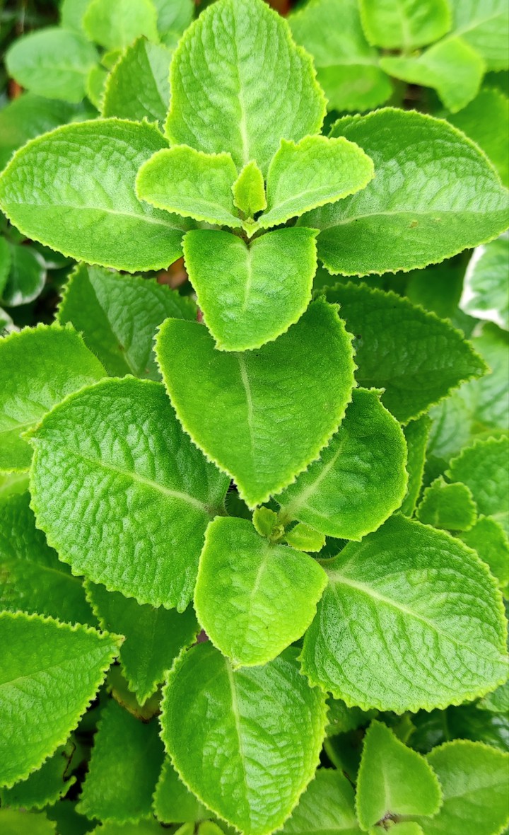 green is soothing