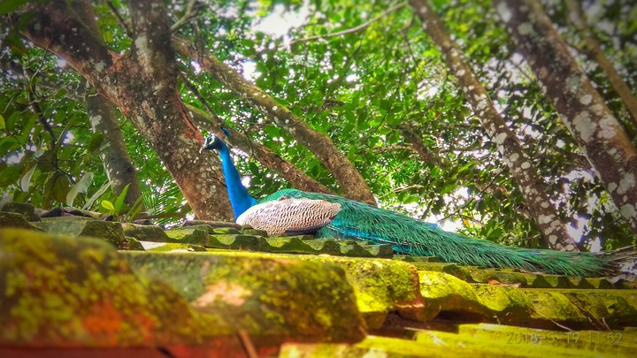 peacock