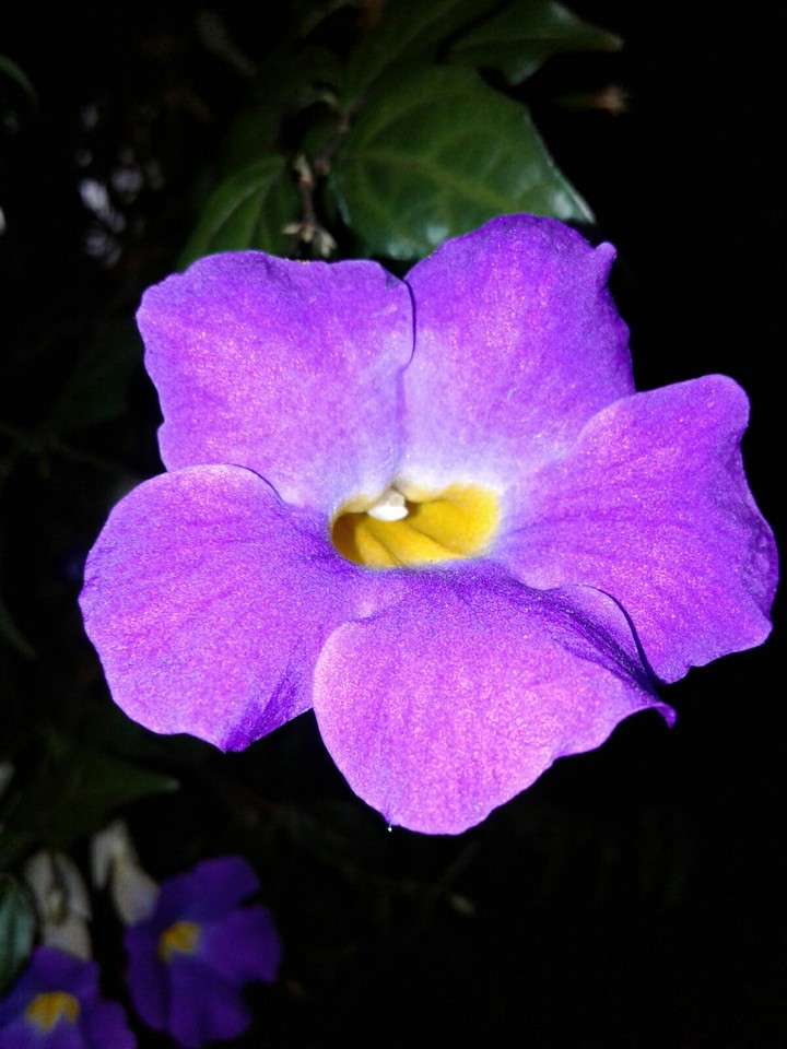 flor